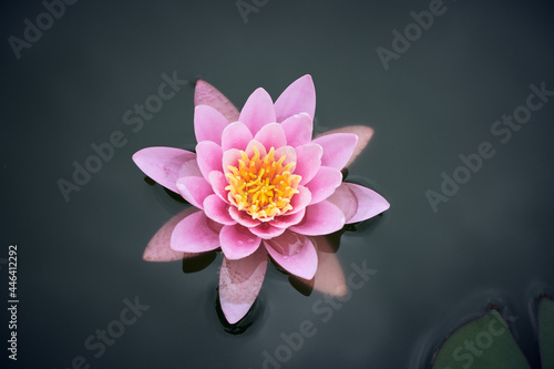 Pond Water Lily