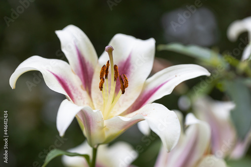 Lily flower