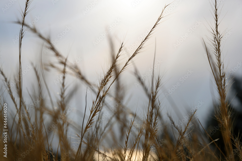 Photo of spikelets on the background of sunset Photo of spikelets on the background of sunset