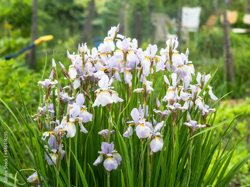 Pale violet iris flowers blooming in a garden in June, closeup with selective focus