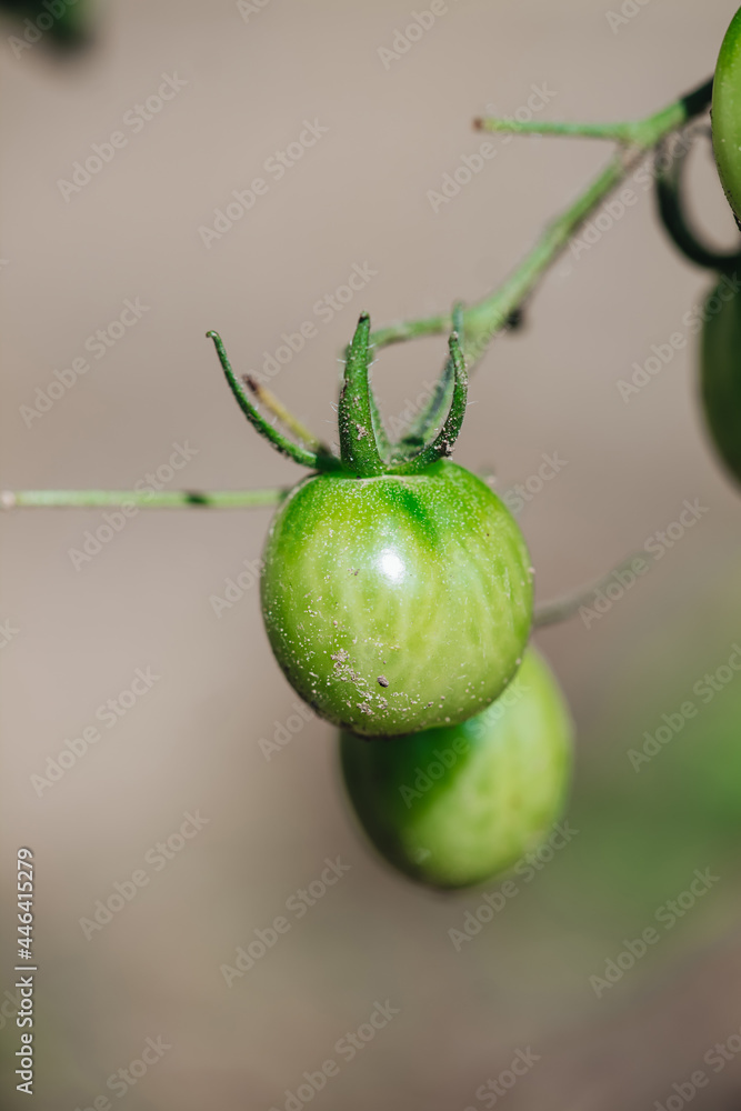 Growing fresh green raw tomatoes in the garden