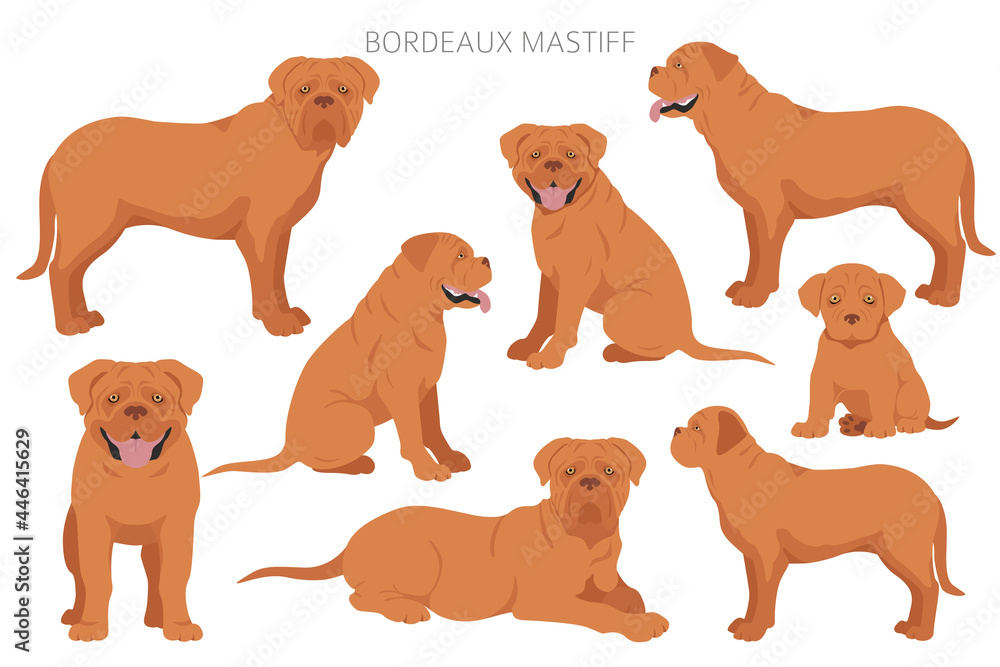 Bordeaux mastiff clipart. Different coat colors and poses set - obrazy, fototapety, plakaty 