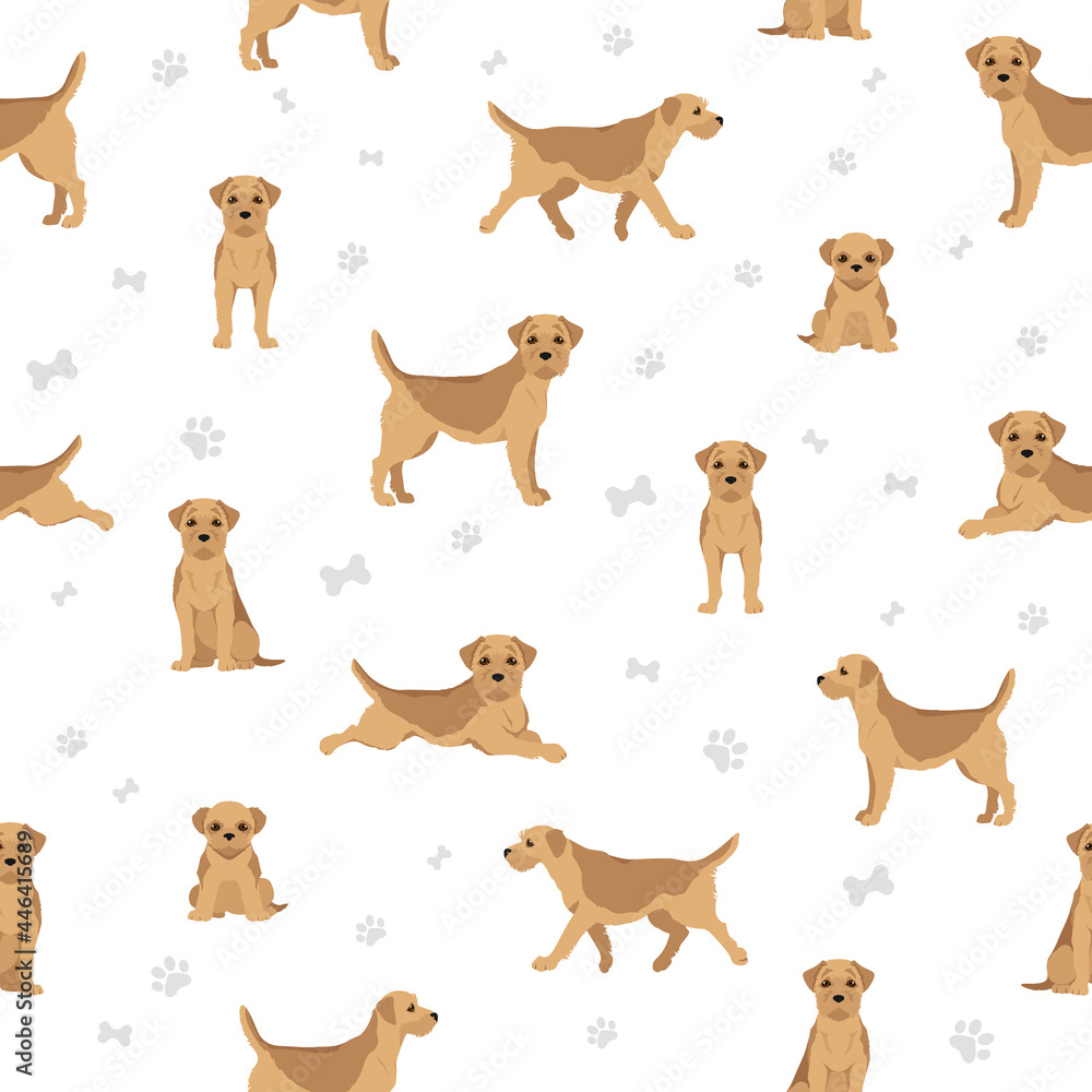 Border terrier seamless pattern. Different coat colors and poses set