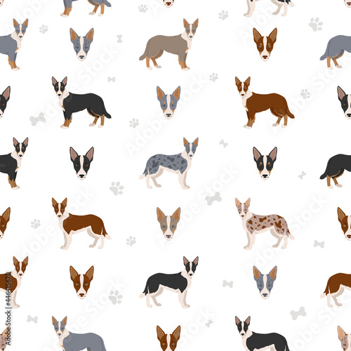 Smooth border collie seamless pattern. Different poses  coat colors set