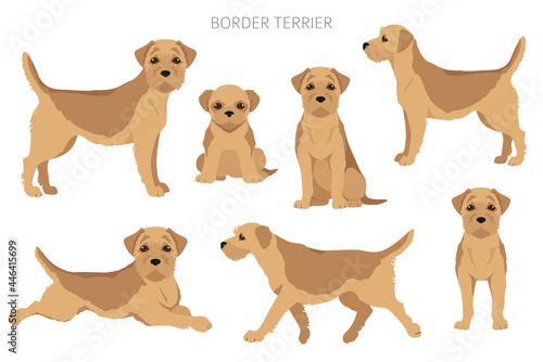 Border terrier clipart. Different coat colors and poses set
