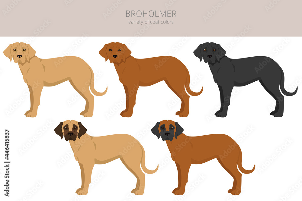 Broholmer clipart. Different coat colors and poses set