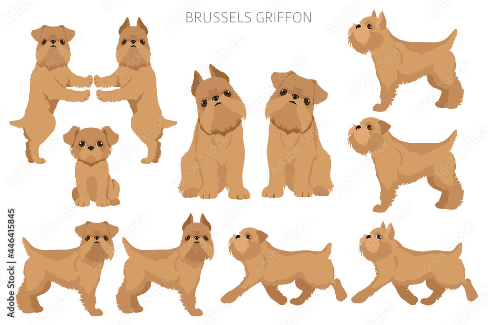 Obraz premium Brussels griffon clipart. Different coat colors and poses set