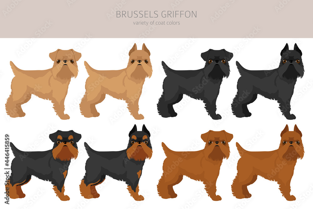 Brussels griffon clipart. Different coat colors and poses set