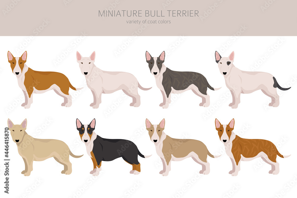 Miniature bull terrier clipart. Different poses, coat colors set