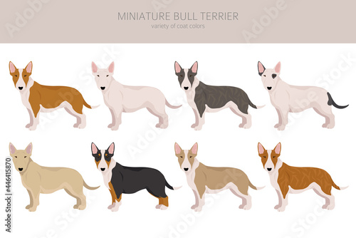 Miniature bull terrier clipart. Different poses, coat colors set
