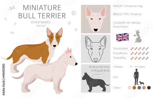 Miniature bull terrier clipart. Different poses, coat colors set