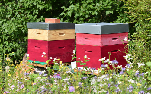 Two colorful wooden beehives and bees in a garden surrounded by field flowers on a sunny day.