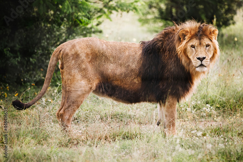 Fototapeta Naklejka Na Ścianę i Meble -  Single male lion portrait. African male lion looking at camera.