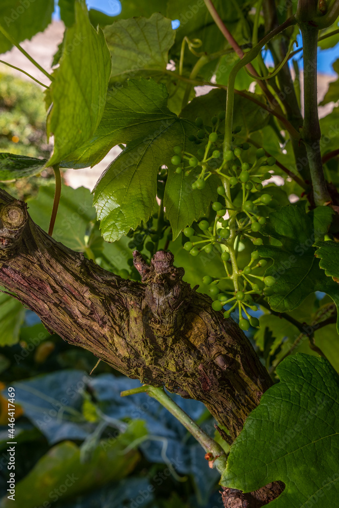 Summertime on Portuguese vineyard, young green wine grapes hanging and ripening on grape plants