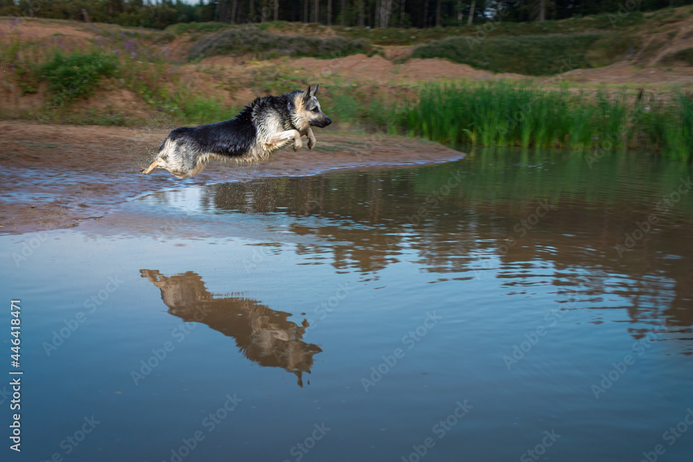 The Eastern European Shepherd, running up, jumps and dives into the water. The reflection of her silhouette is clearly visible on the surface of the reservoir. Free space for text advertising The Eastern European Shepherd, running up, jumps and dives into the water. The reflection of her silhouette is clearly visible on the surface of the reservoir. Free space for text advertising