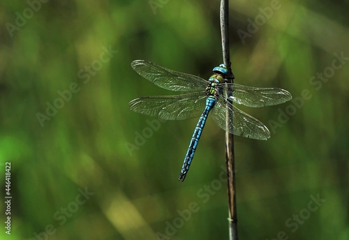 Male of the great dragonfly Anax imperator