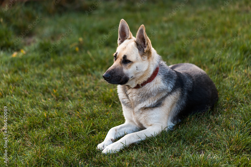 Shepherd dog looking aside and lies in outdoor on green grass near of home waiting for her owner Shepherd dog looking aside and lies in outdoor on green grass near of home waiting for her owner