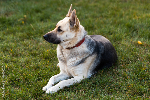 Shepherd dog looking aside and lies in outdoor on green grass near of home waiting for her owner