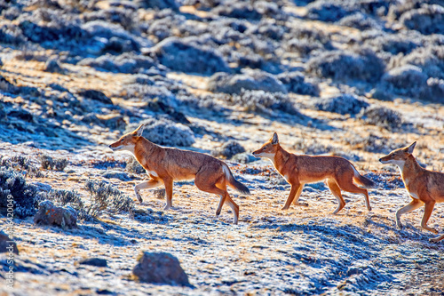Highly endangered canid beast, pack of ethiopian wolves, canis simensis, running on frozen ground of Sanetti plateau, Bale mountains national park, Ethiopia, Africa. photo