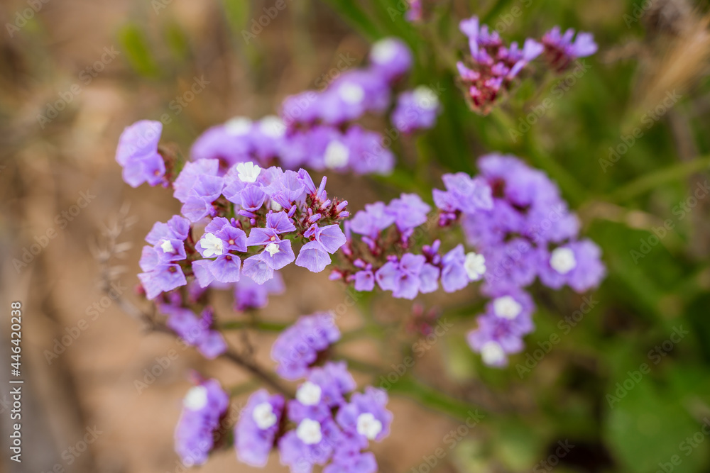 Purple flowers. Beautiful natural background