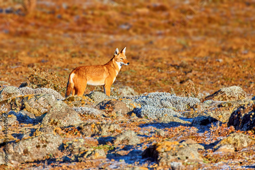 Orange and white colored, highly endangered beast, Ethiopian wolf, Canis simensis, on the hunt. Hoarfrost, Sanetti plateau environment, Bale Mountains National Park, Ethiopia, roof of Africa. photo