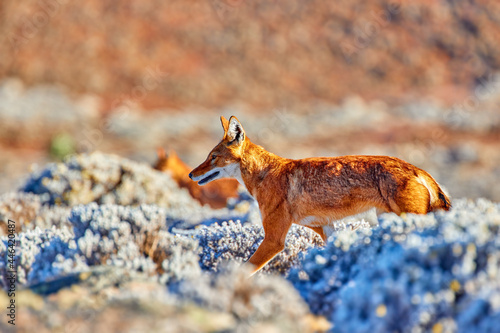 Orange and white colored, highly endangered Ethiopian wolf, Canis simensis running on frosty Sanetti plateau,  Bale Mountains National Park, Ethiopia. photo