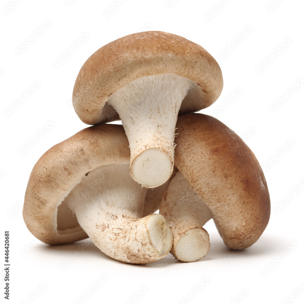 Shiitake mushroom on the White background Shiitake mushroom on the White background