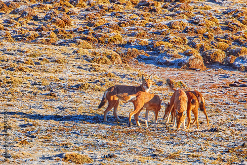 Close up, a pack of highly endangered beasts, Ethiopian wolves, Canis simensis, on the hunt. Hoarfrost, Sanetti plateau environment, Bale Mountains National Park, Ethiopia, roof of Africa. photo