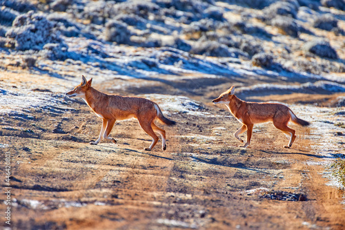 Two highly endangered canid beast, ethiopian wolves, canis simensis, running over the dusty road on Sanetti plateau, Bale mountains national park, Ethiopia, Africa. photo