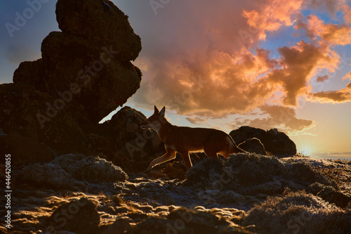 Silhouette of highly endangered beast, Ethiopian wolf, Canis simensis, on the hunt. Ethiopean wolf against dramatic sky. Hoarfrost, Sanetti plateau environment, Bale Mountains National Park, Ethiopia. photo