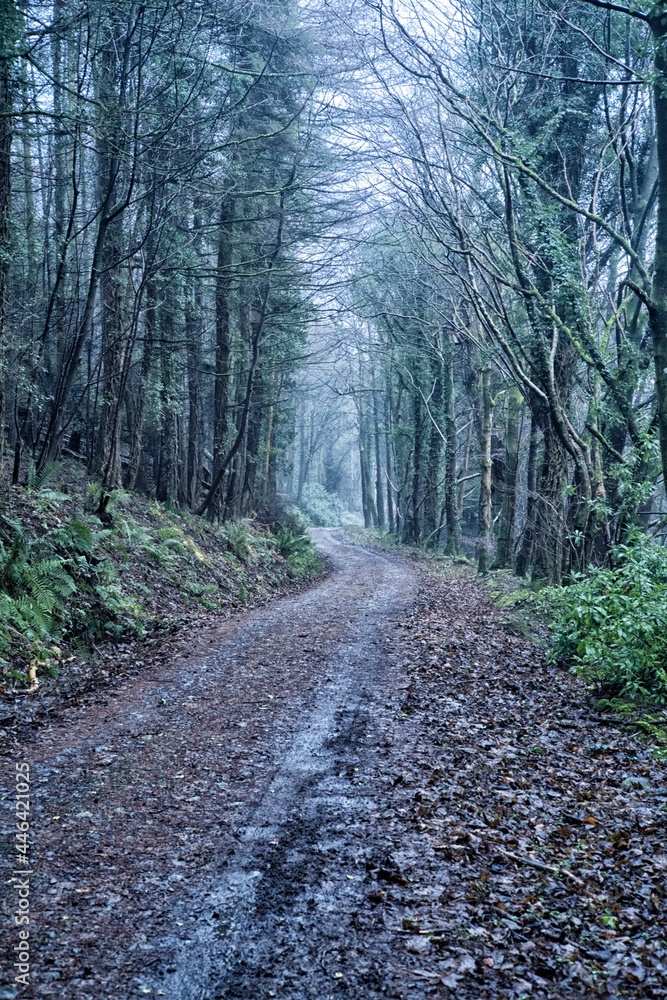 Obraz premium road in the woods