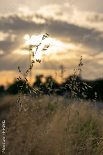 wild wheat with dramatic sky sun beams
