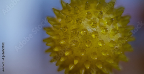 Selective focus shot of a pricky yellow plastic ball photo