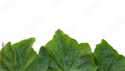 Pumpkin leaves on white background