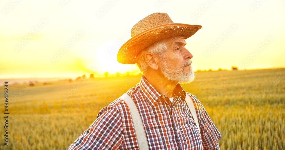 Portrait of the senior Caucasian good looking wise man farmer in a hat looking at the side, in the wheat field. Portrait. Male worker in agricultural farm. Sunlight. Agriculture farming.