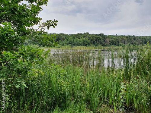 İğneada floodplain forest