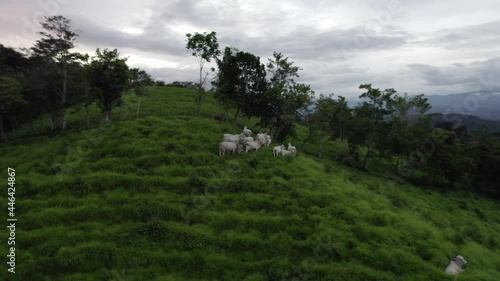 landscape with sky, cows with green grass - Drone