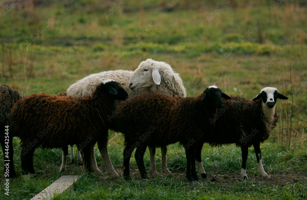 Mother sheep grazing with lambs Mother sheep grazing with lambs