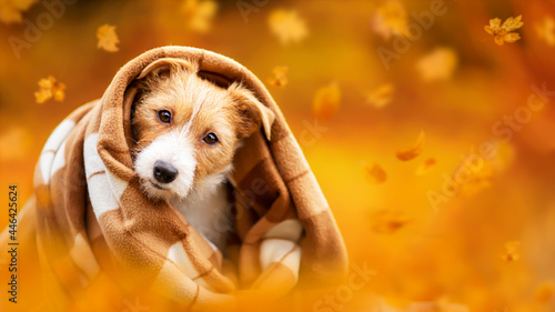 Fototapeta Naklejka Na Ścianę i Meble -  Cute happy pet dog puppy listening from a blanket with leaves. Orange golden autumn fall banner.