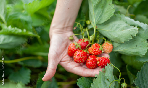 Red ripe strawberries are lying on the open palm of a woman's hand. The concept of proper nutrition, farming, natural and healthy food. Grown with your own hands, without fertilizers, without GMOs