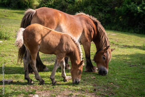 young mare free in green field