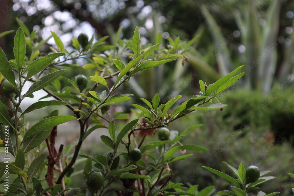 plant in the garden