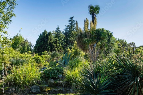 Dry and green foliage of Nolina longifolia or Beaucarnea longifolia among palms and cacti on Mexican hill. Adler Arboretum 