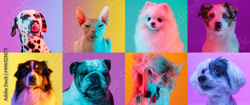 Art collage made of funny dogs different breeds and grace cat sphinx on multicolored studio background in neon light.