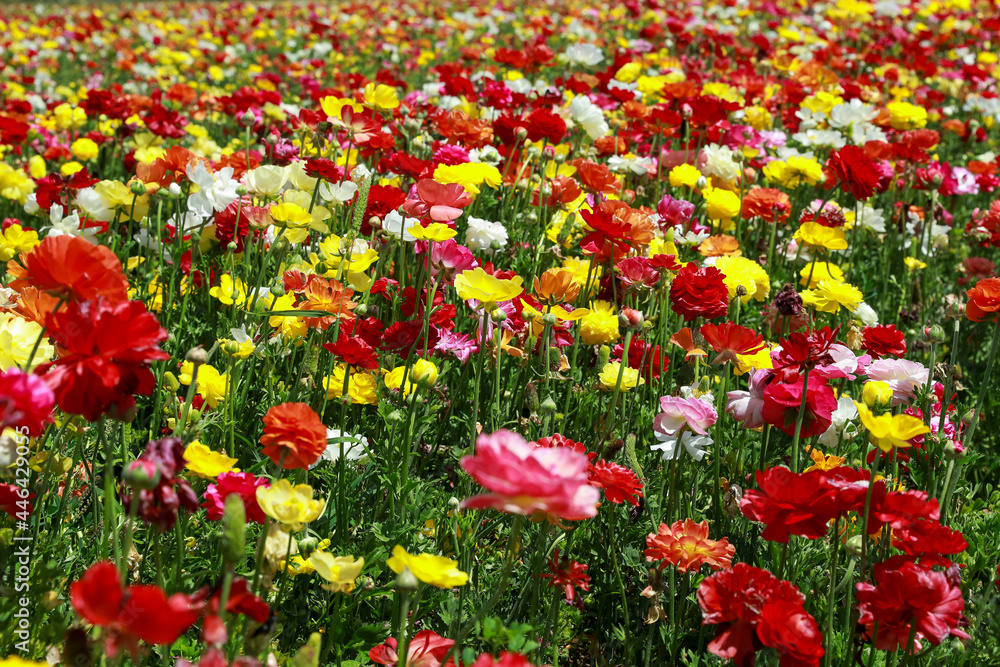 Rows of colorful tulips on the field. Colorful flower field. 