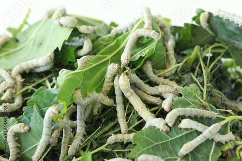 Silkworm is feeding with mulberry leaves. Silk worm close-up. photo