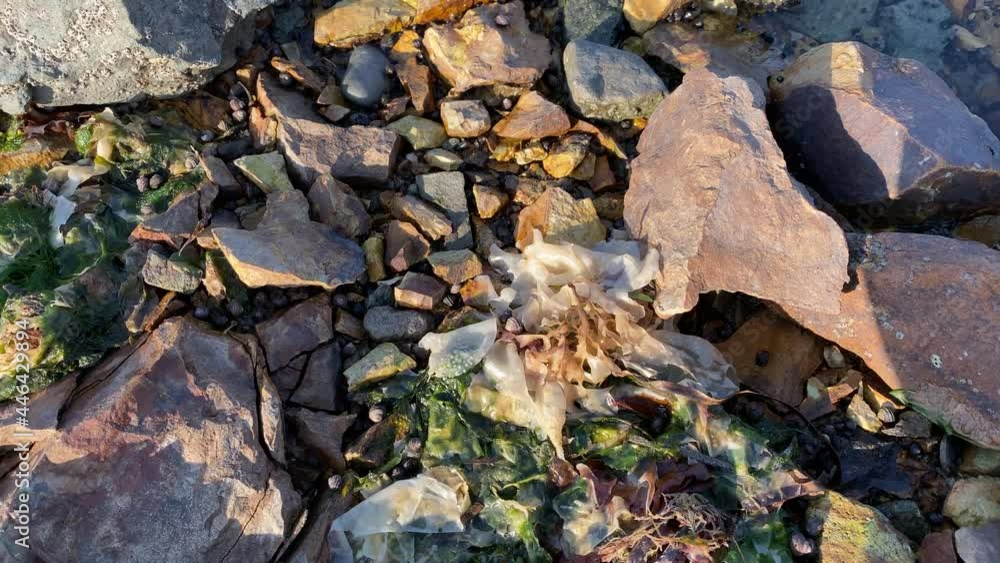 Landscape with a view of a rocky beach with seaweed and shells Landscape with a view of a rocky beach with seaweed and shells