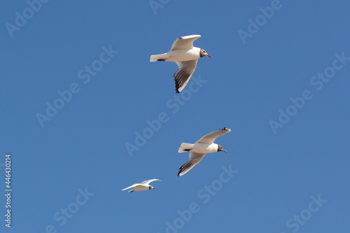 Baltic silver seagull. Larus argentatus. Komarovo. Saint-Petersburg