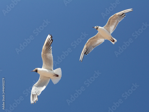 Baltic silver seagull. Larus argentatus. Komarovo. Saint-Petersburg