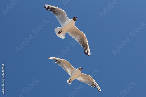 Baltic silver seagull. Larus argentatus. Komarovo. Saint-Petersburg